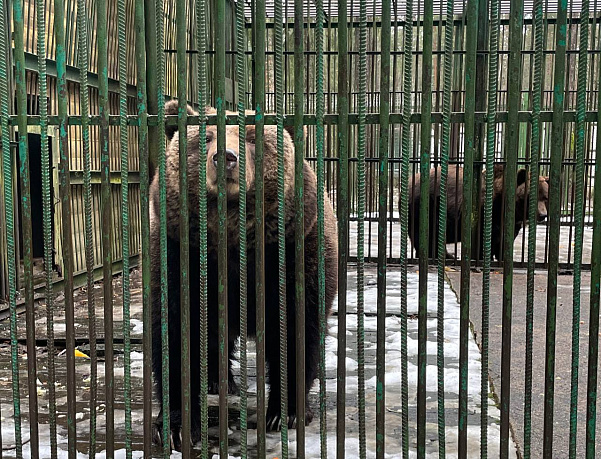 Тур в Беловежскую пущу на Новый год и Рождество - Изображение 8